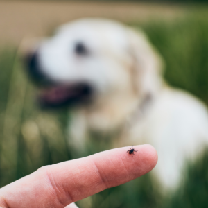 Why Tick Protection for Lawns is Crucial: The Threat of Lyme Disease