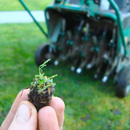 The What and Why of Core Aeration Truly Lawn