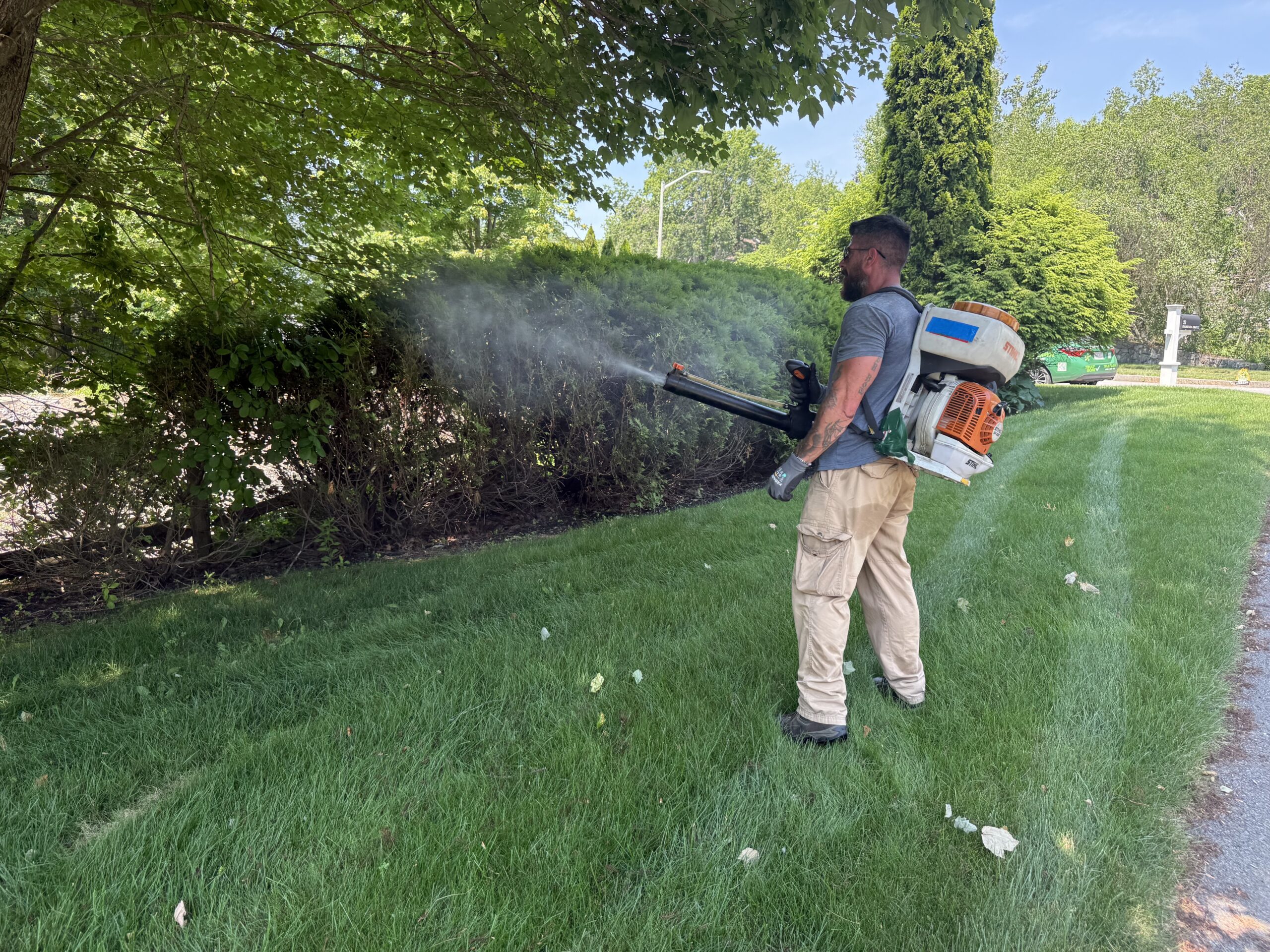 Professional tree and shrub treatment in Massachusetts