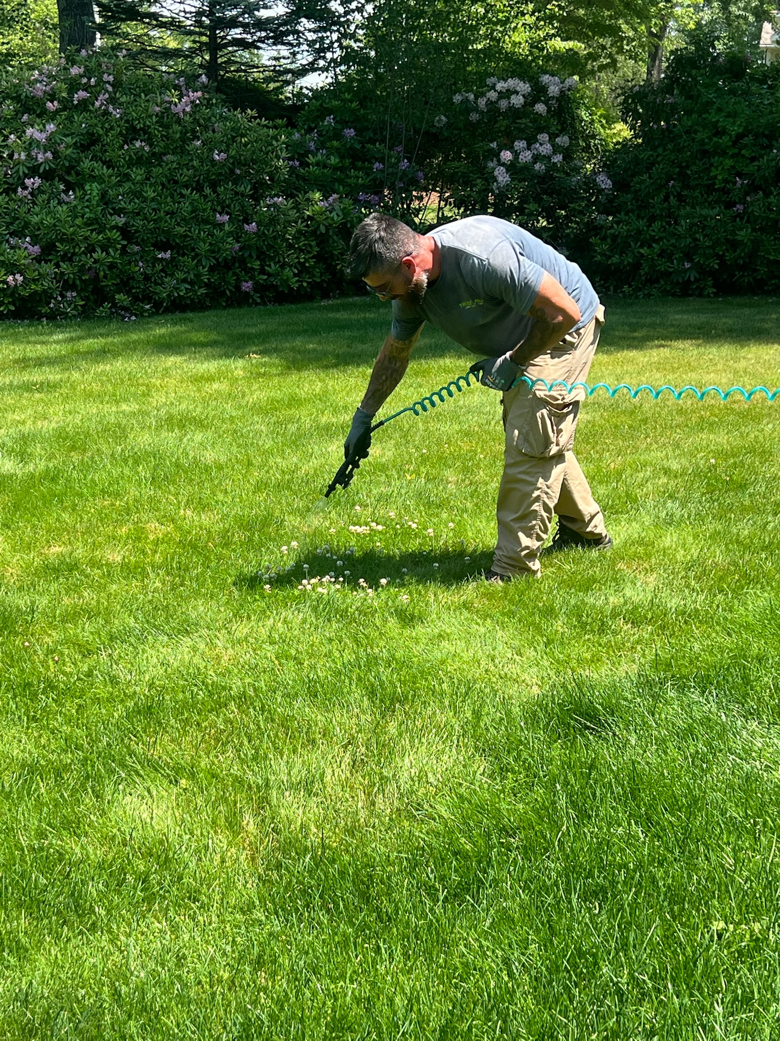 Weed control treatment for a Massachusetts lawn