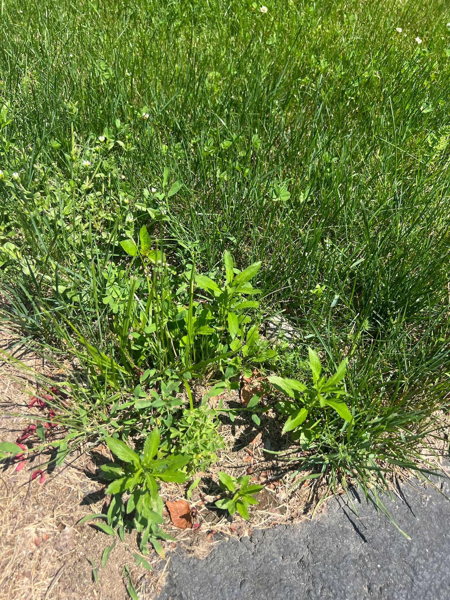 Common lawn weeds in Massachusetts turf