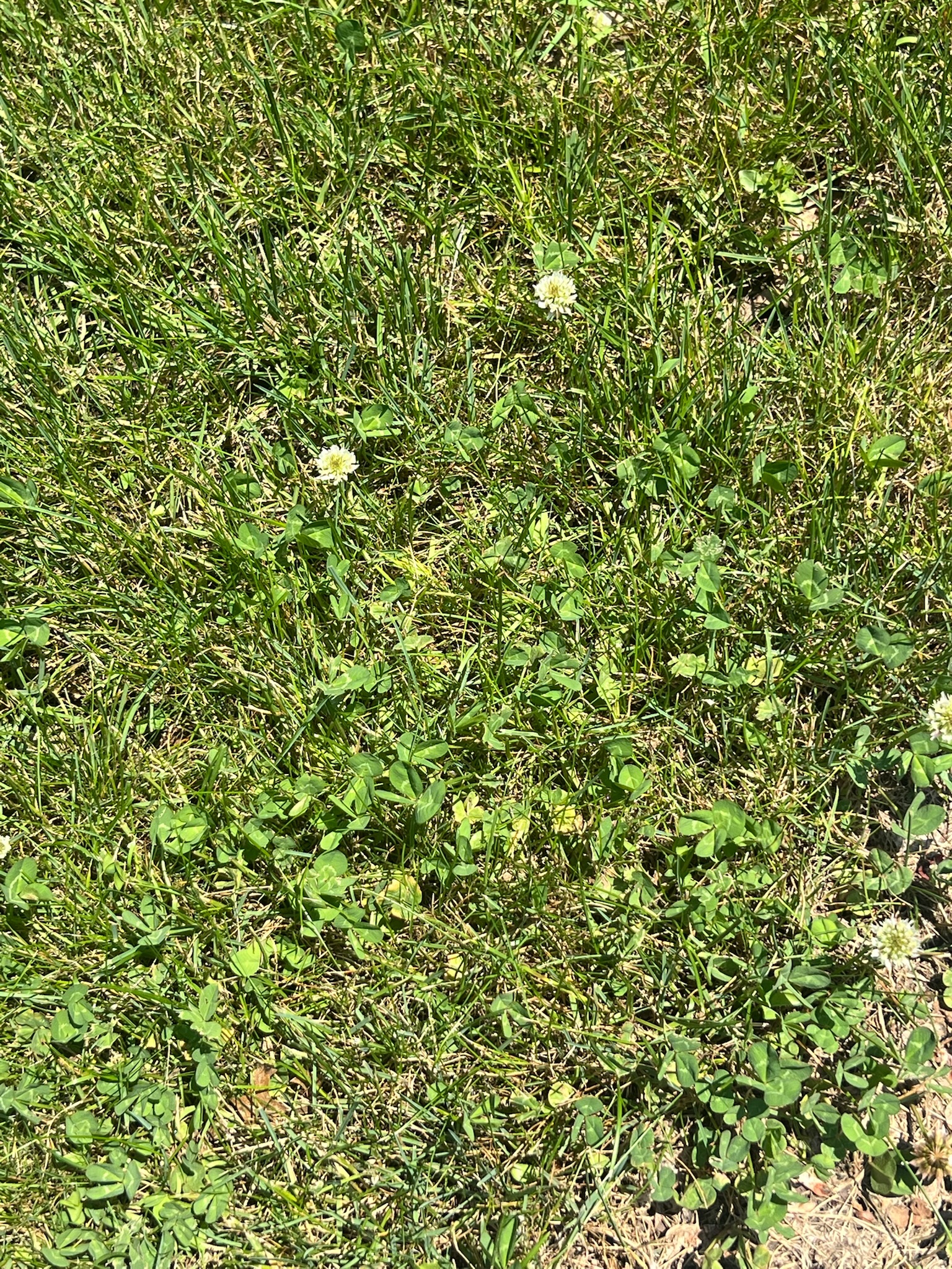 Close up of weeds in a lawn