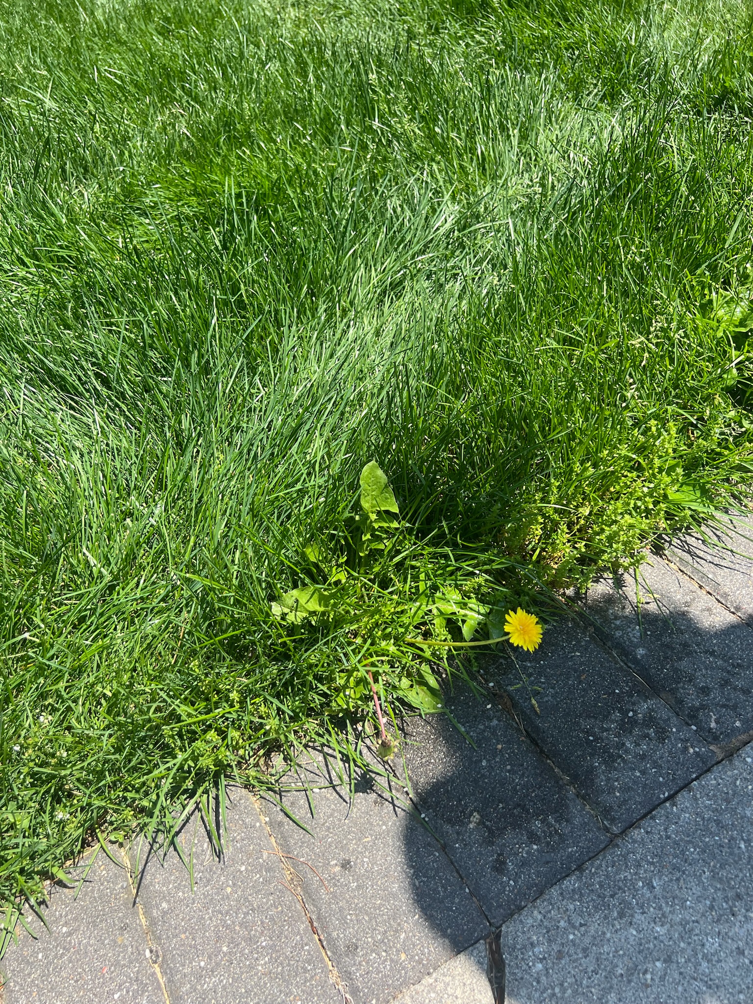 Lawn weeds treated by Truly Lawn