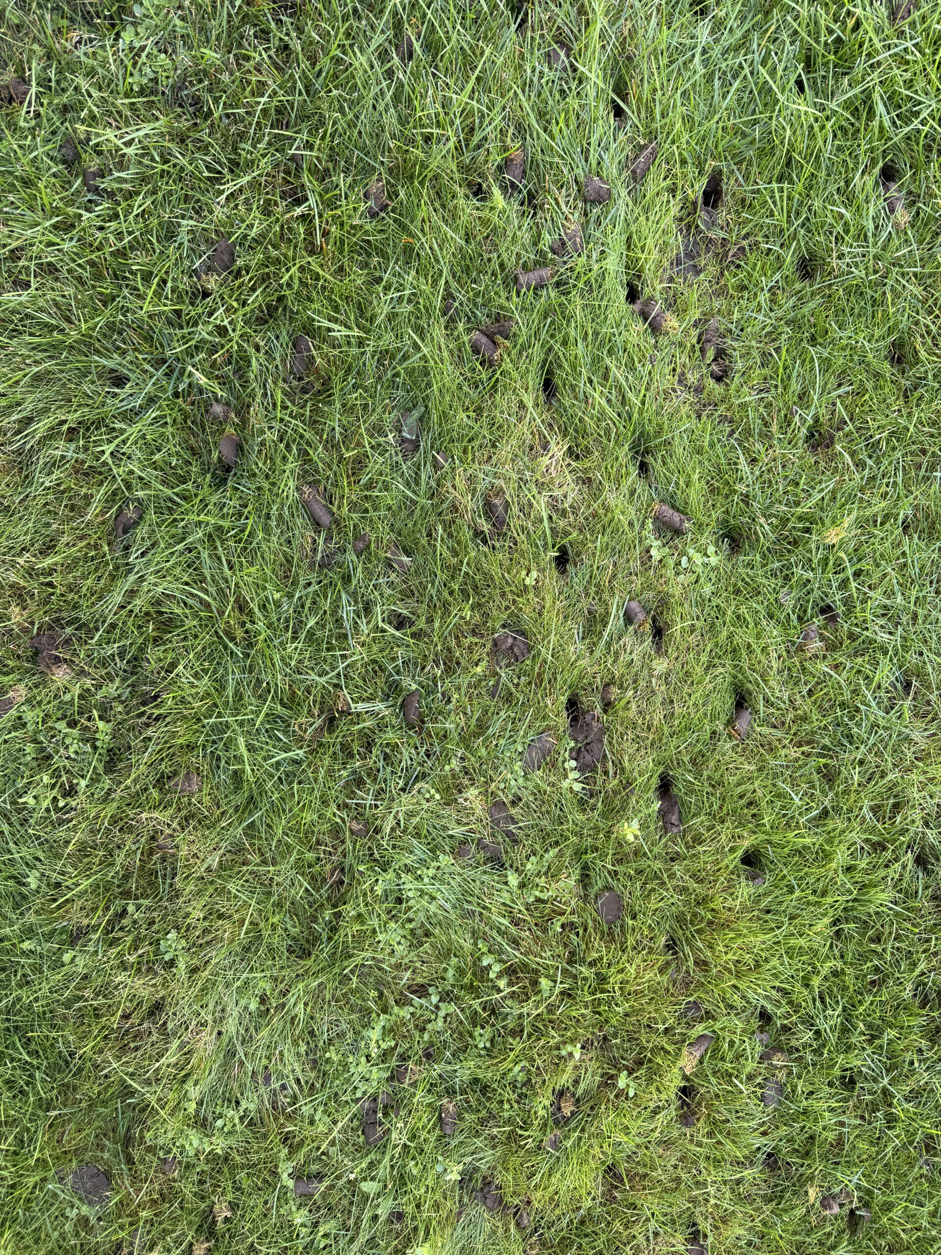 Core aeration soil plugs removed from a residential lawn
