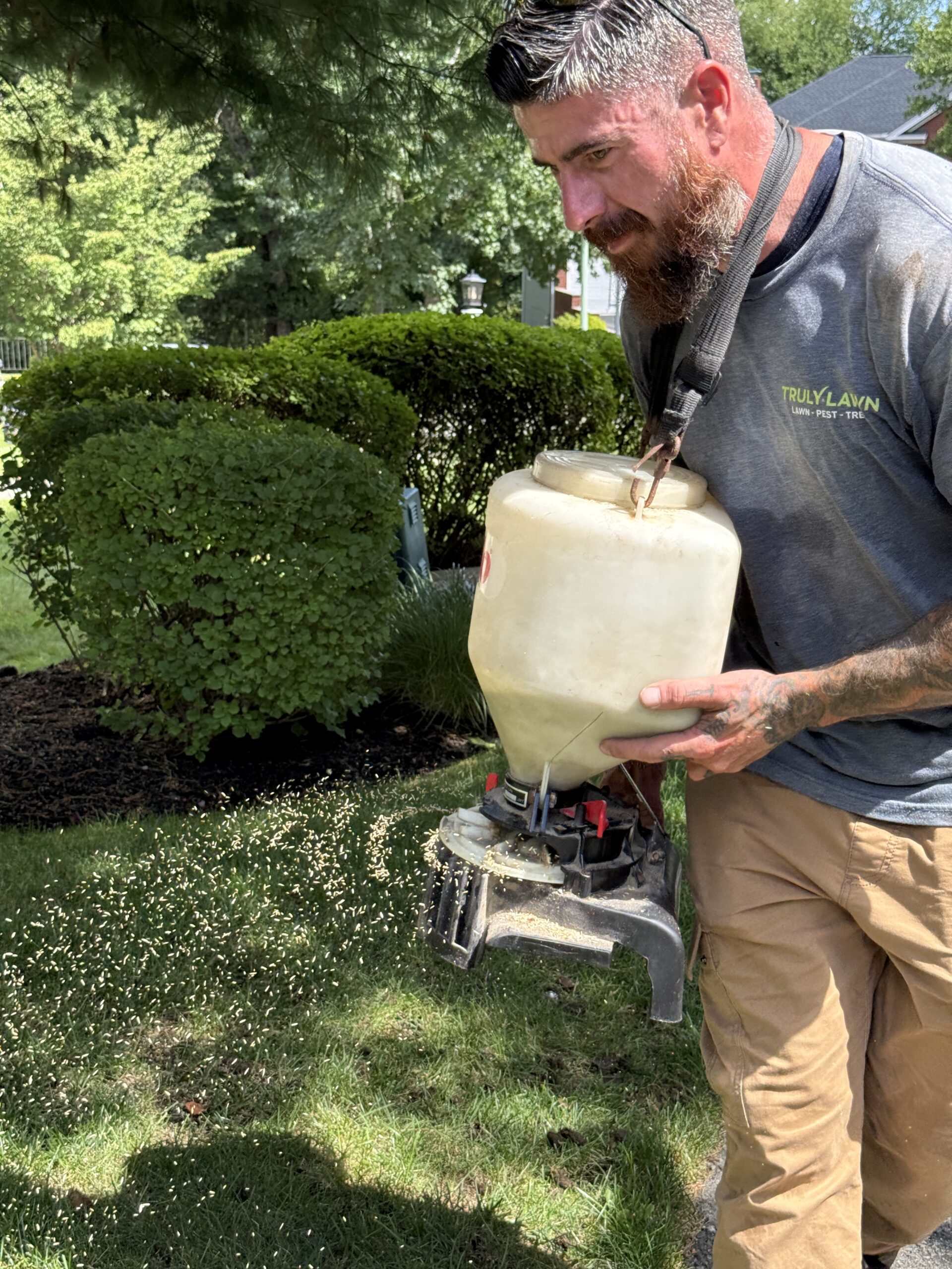 Professional grass seed application for lawn overseeding