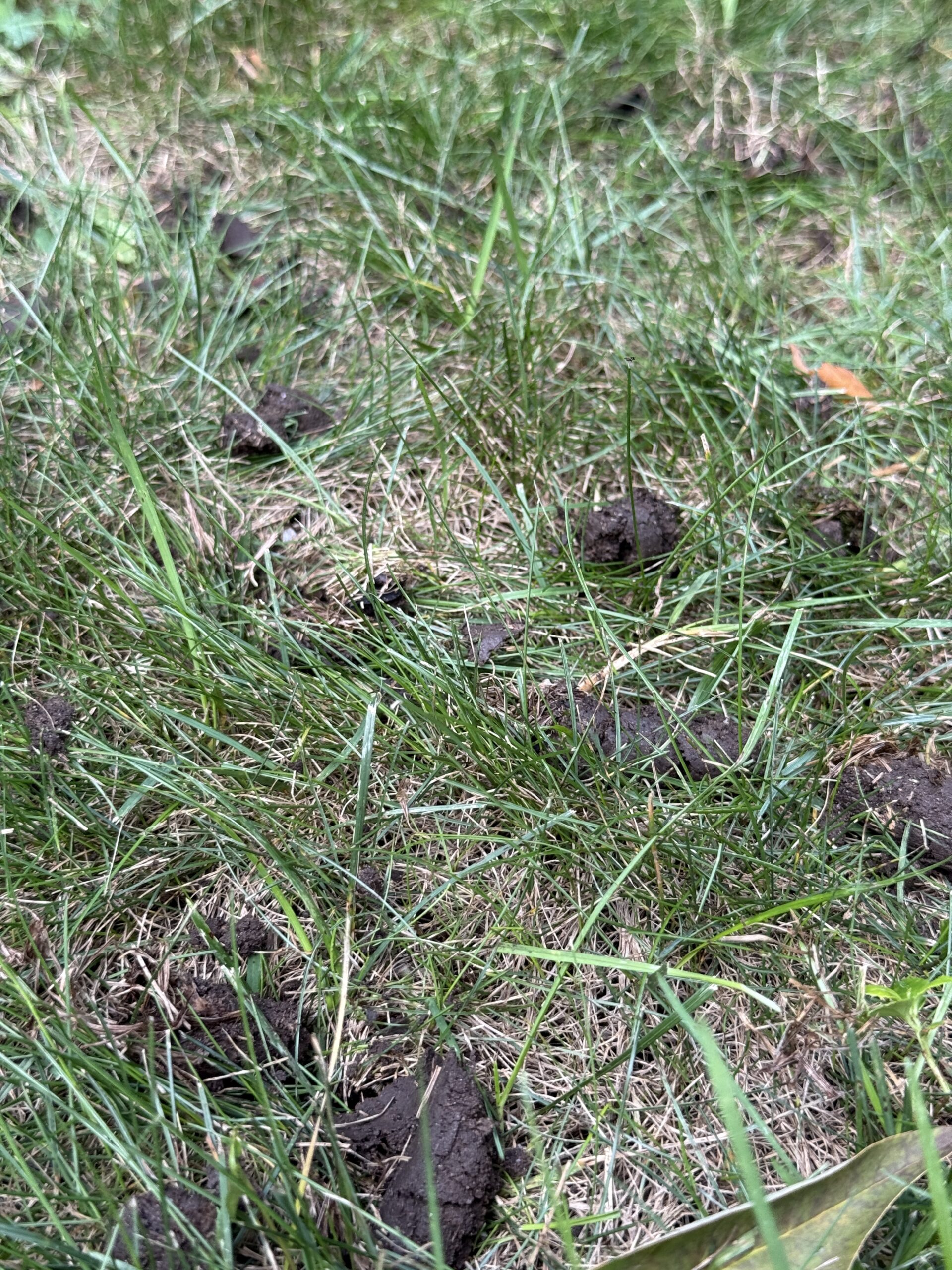 Soil plugs after lawn core aeration in Massachusetts